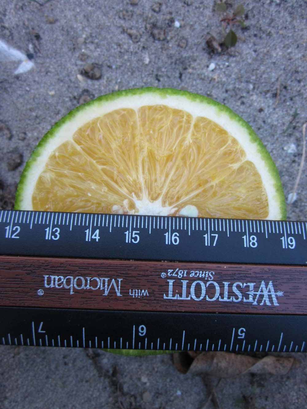            Fruit cross-section (Winter Haven, FL)   